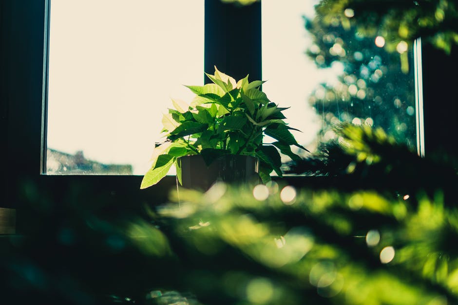 Plants